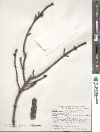 Acer saccharinum image