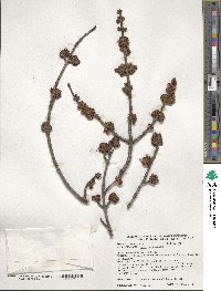 Acer saccharinum image