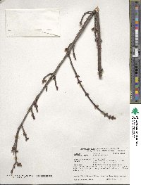 Acer saccharinum image