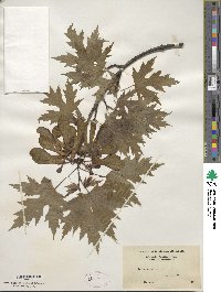 Acer saccharinum image