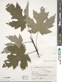 Acer saccharinum image