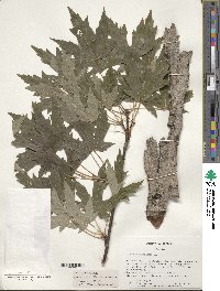 Acer saccharinum image