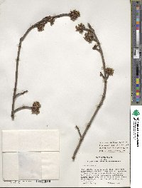 Acer saccharinum image