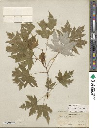 Acer saccharinum image