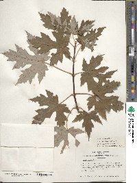 Acer saccharinum image