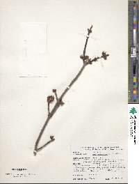 Acer saccharinum 'Pyramidale' image