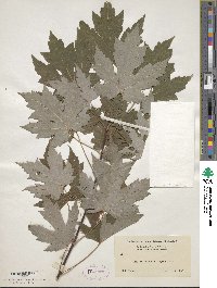 Acer saccharinum image