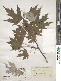 Acer saccharinum image