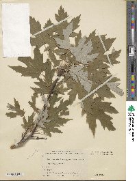 Acer saccharinum 'Pyramidale Nanum' image