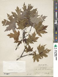 Acer saccharinum 'Pyramidale Nanum' image