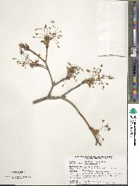 Acer saccharum image