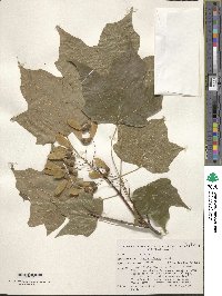 Acer saccharum image