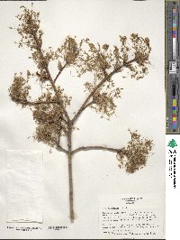 Acer saccharum image