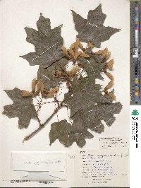 Acer saccharum image