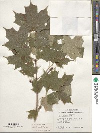 Acer saccharum image