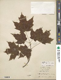 Acer saccharum image