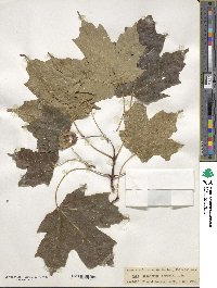 Acer saccharum image