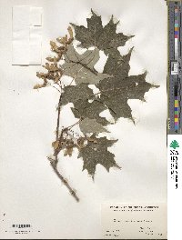 Acer saccharum image