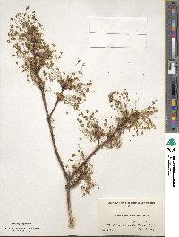 Acer saccharum image