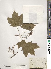 Acer saccharinum image