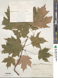 Acer saccharum image