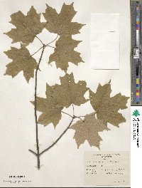 Acer saccharum image