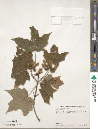 Acer saccharum image