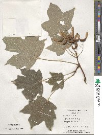 Acer saccharum image