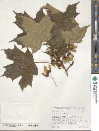 Acer saccharum image