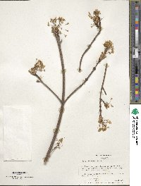 Acer saccharum image