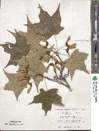 Acer saccharum image