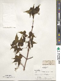 Acer saccharum image