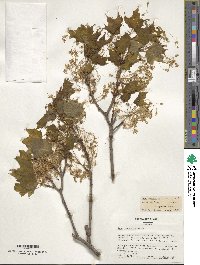 Acer saccharum image