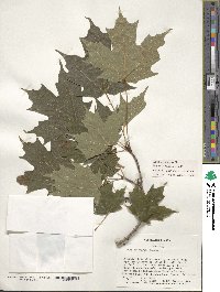 Acer saccharum image