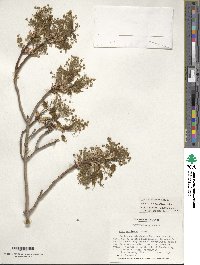 Acer saccharum image