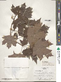 Acer saccharum image