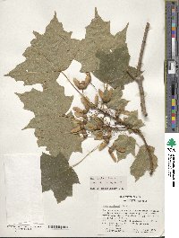 Acer saccharum image