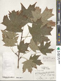 Acer saccharum image