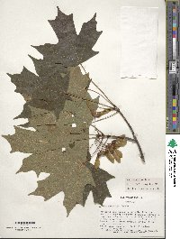 Acer saccharum image