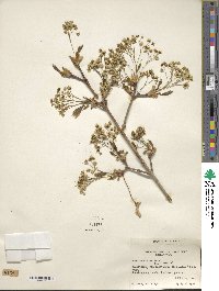 Acer saccharum image