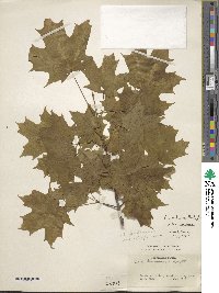 Acer saccharum subsp. saccharum image