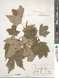 Acer saccharum image