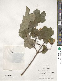 Acer saccharum image