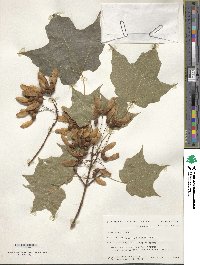 Acer saccharum image