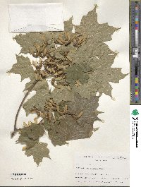 Acer saccharum image