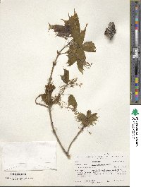 Acer saccharum image