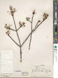 Acer saccharum image