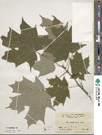 Acer saccharum image