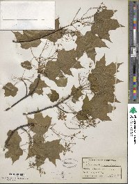 Acer saccharum image