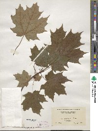 Acer saccharum image